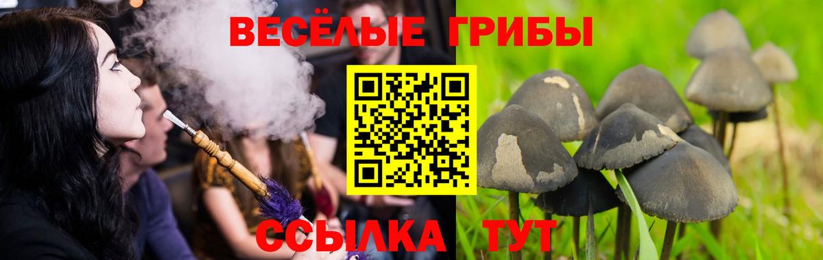 Псилоцибиновые грибы Psilocybine cubensis  где продают   Губкинский 